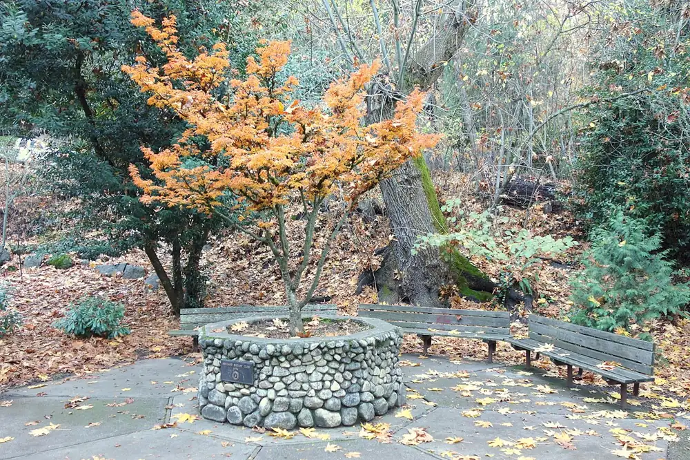 Autumn trees in Lithia Park, Ashland